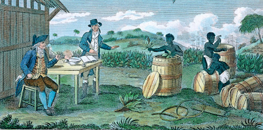 John Rolfe inspecting tobacco plants